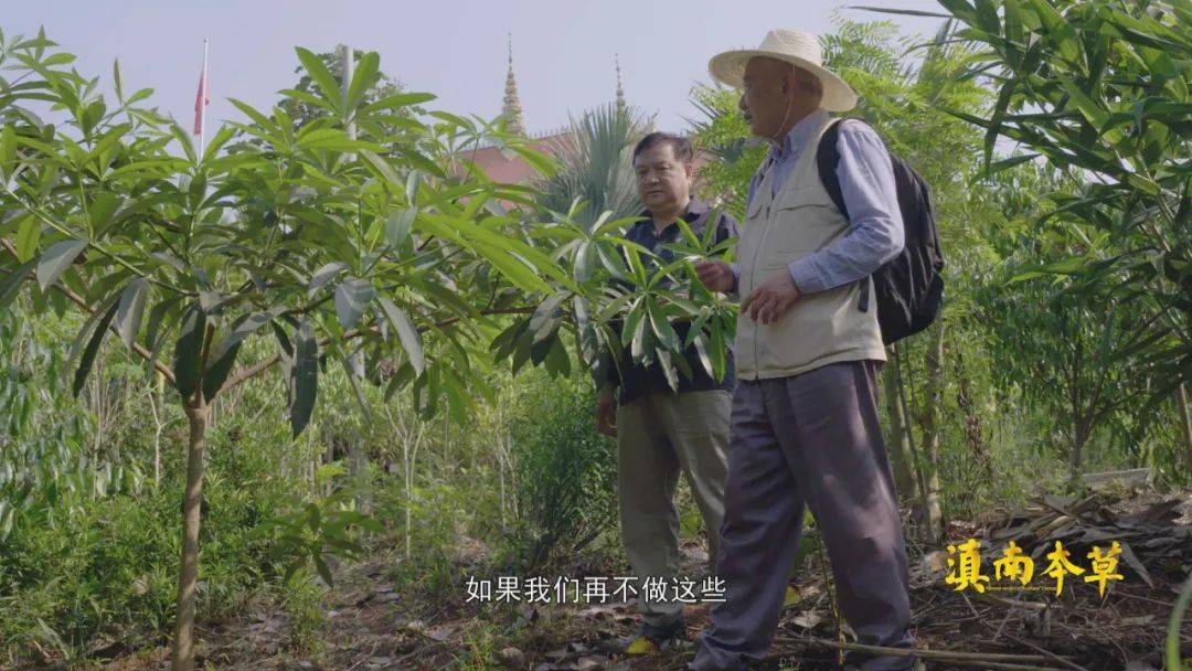 于是就这样,民族植物学和傣药领域的两个"一哥"