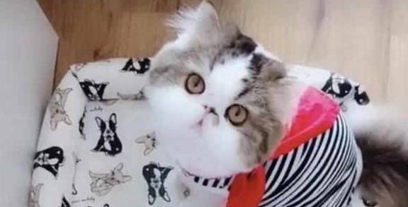 厕所加菲猫睡到一半起来上厕所，忘记把舌头收回去！主人笑哭！