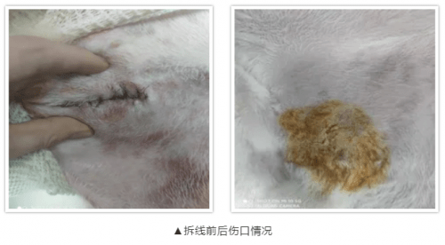 瑞派宠物医院提示 宠物也会得三高 中老年疾病早预防更安心 血糖 全网搜