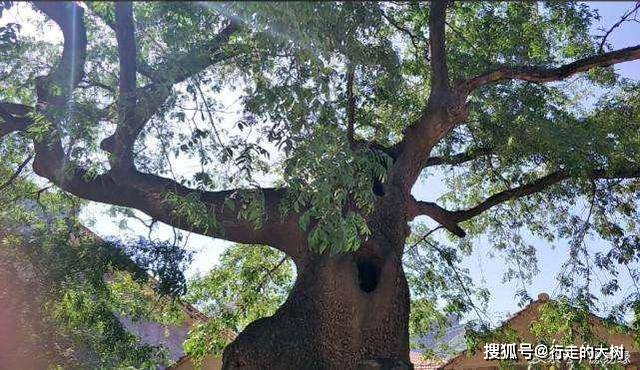 多个怪谜至今难解：河南安阳有棵神奇的“皂角树”