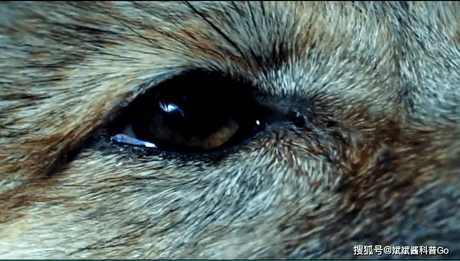 十年前,把狼当儿子的成都女孩,十年后谱写了一个催人泪下的结局