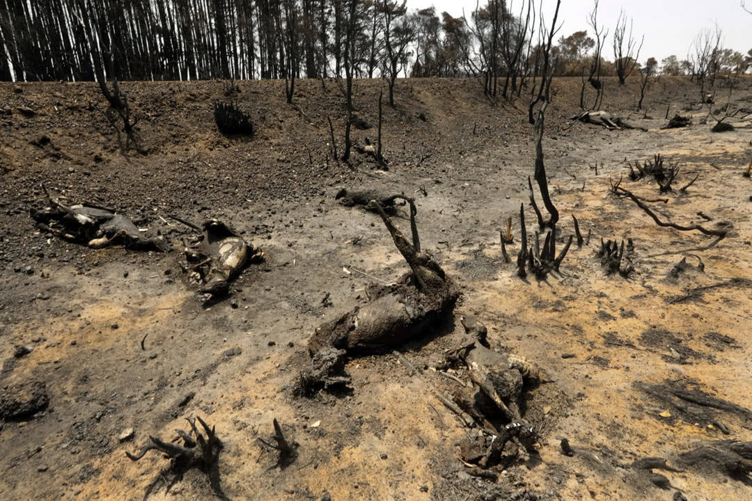 原创野火之殇澳洲大火差点让考拉灭族衍生的火风暴破坏力非凡