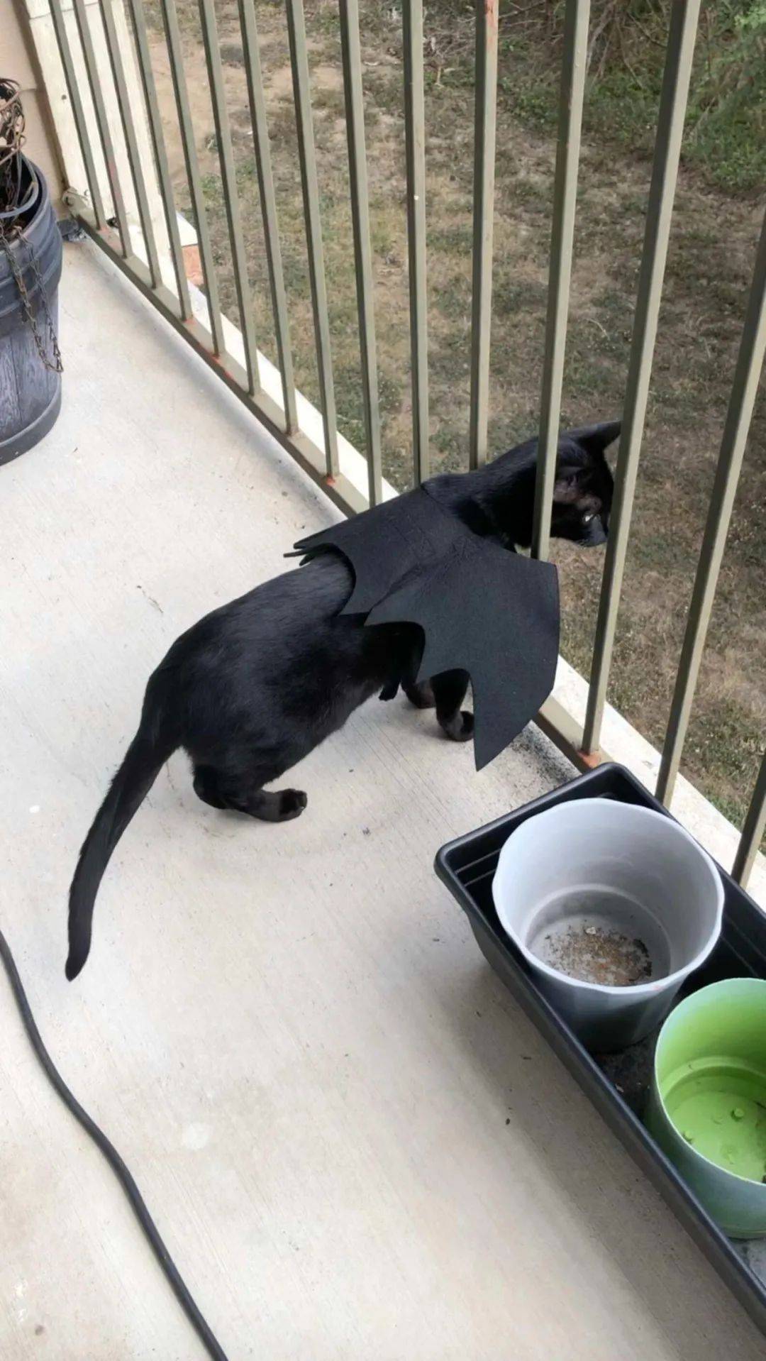 小黑猫发现自己心爱的大橘猫被遗弃马上向主人求助想把它救回家