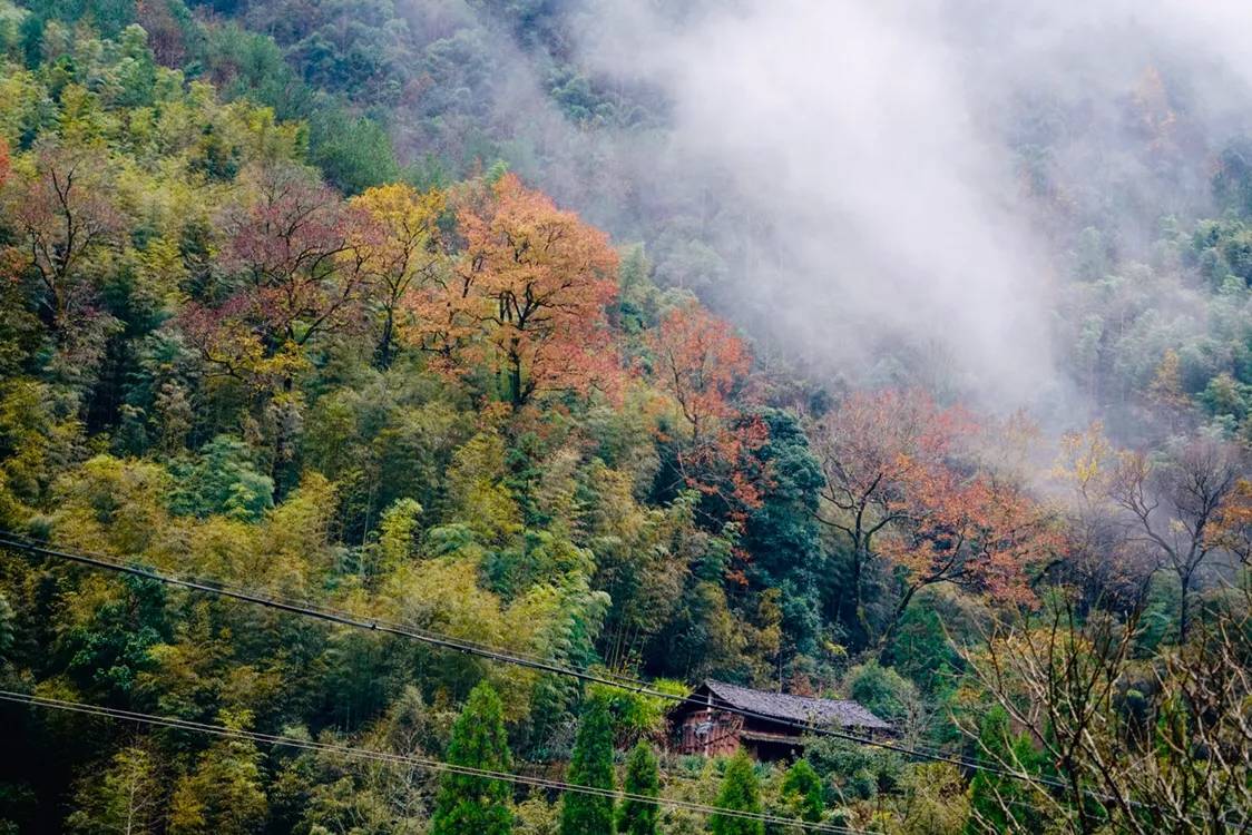 不去京都也能赏枫，浙南的赏枫地美醉人，一起去看最美“枫”景