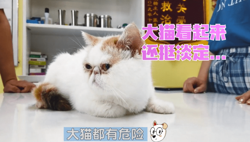 进行加菲猫半夜难产，女子一早送去医院，医生灵魂拷问：保大还是保小
