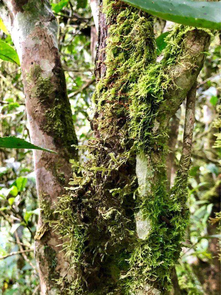 普洱茶山行班盆的古茶园宛如原始森林