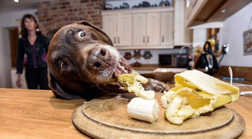 因为|主人在喝饮料,狗狗不知觉将舌头伸出:你倒是漏一点呀!