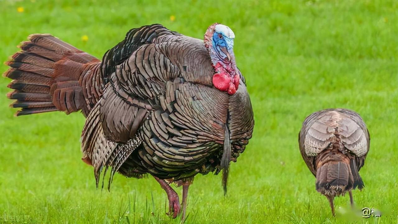 美国人年年都吃的火鸡为啥在中国几乎没人吃网友不如烧鸡