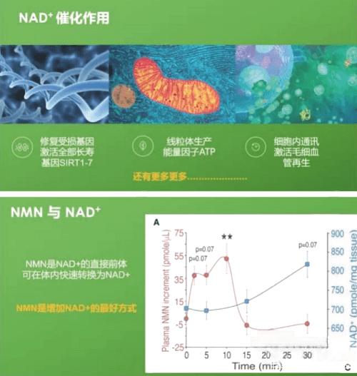 免疫力|还在担心抵抗力低下困扰？博思BOOST NMN替你增强体质