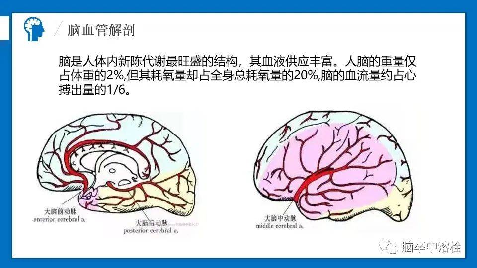 临床笔记| 脑血管解剖_手机搜狐网