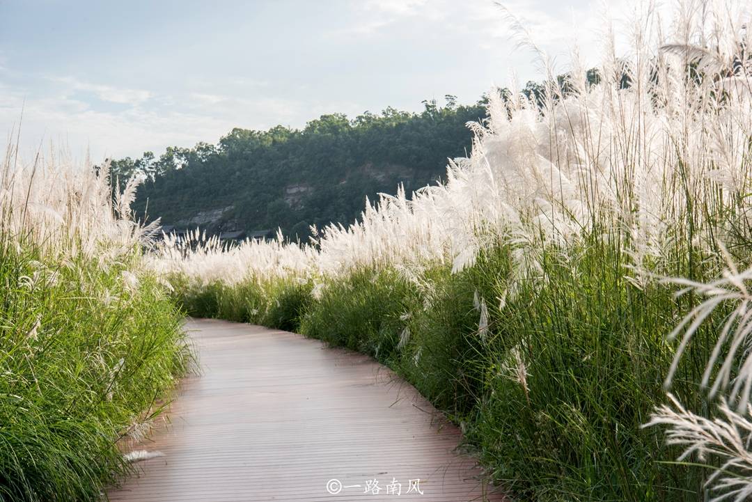 栈道|四川广元冷门景点，网上难以查到资料，芦苇林映衬城市建筑美如画