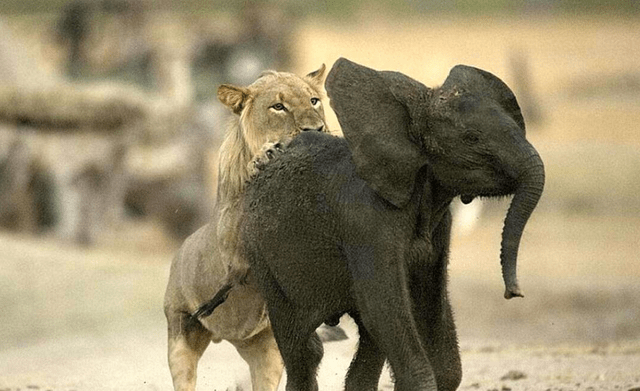 狮子一口咬住大象脸部,谁料大象突然发飙,接下来狮子惨了_体型