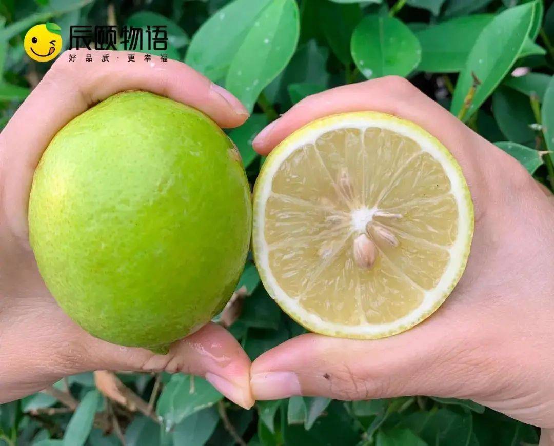 辰颐物语尤力克青柠檬酸爽爆汁vc爆棚的美颜神器