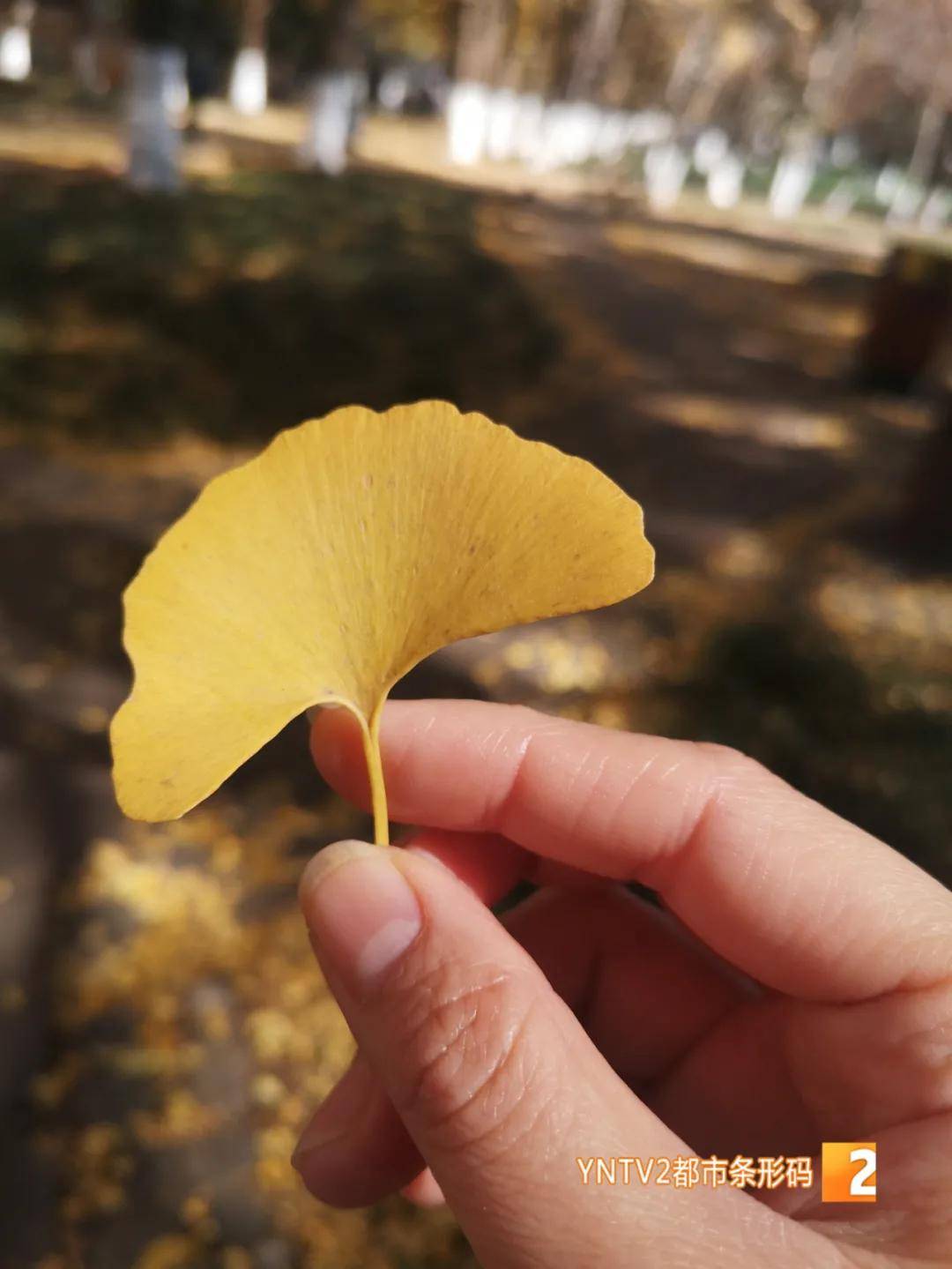 秋来|秋来也！银杏、金菊、红枫……短视频征集活动即刻开启，一同赏遍昆明金秋美景