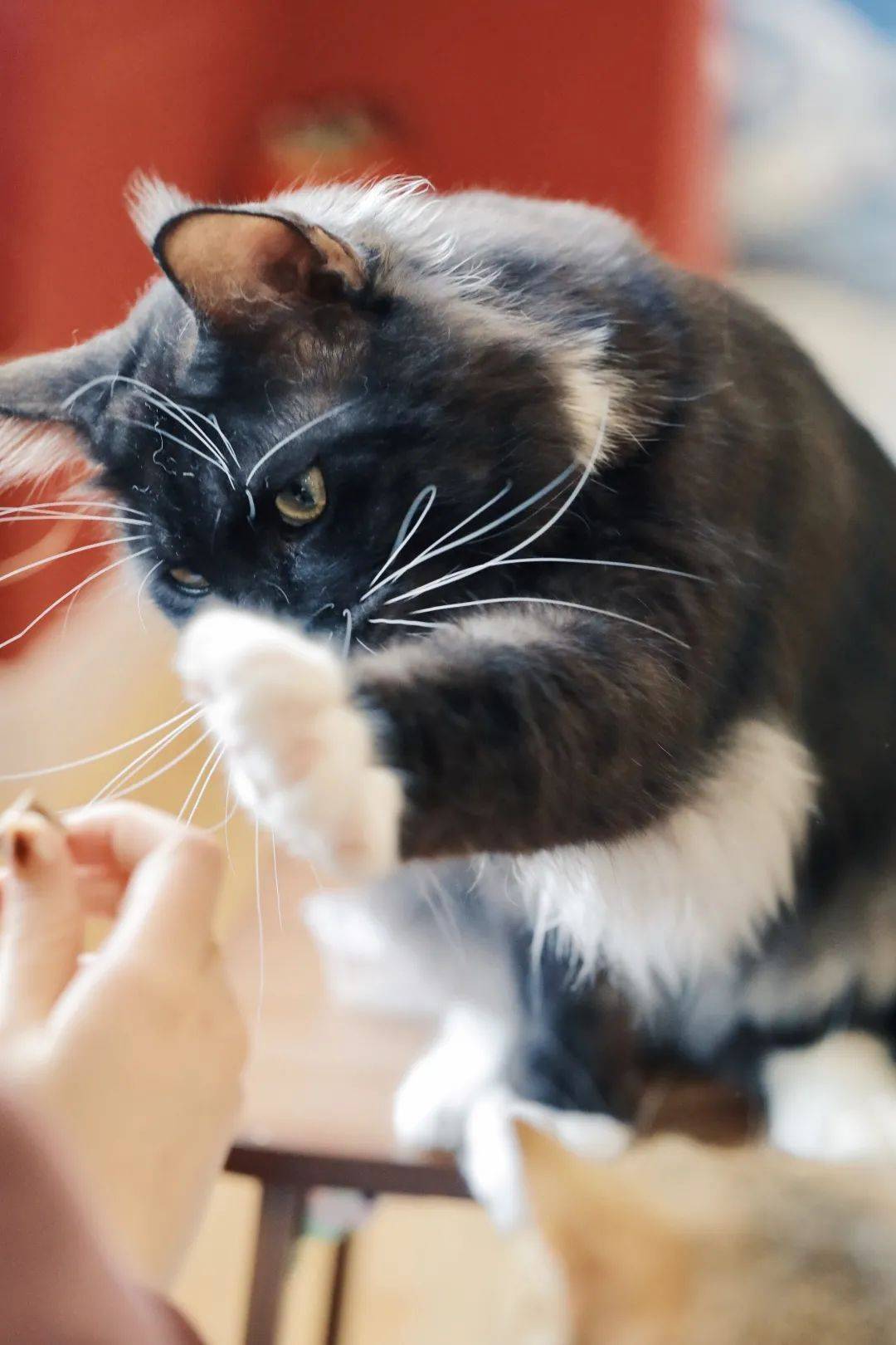 超治愈猫咖沉浸式撸喵汪现场