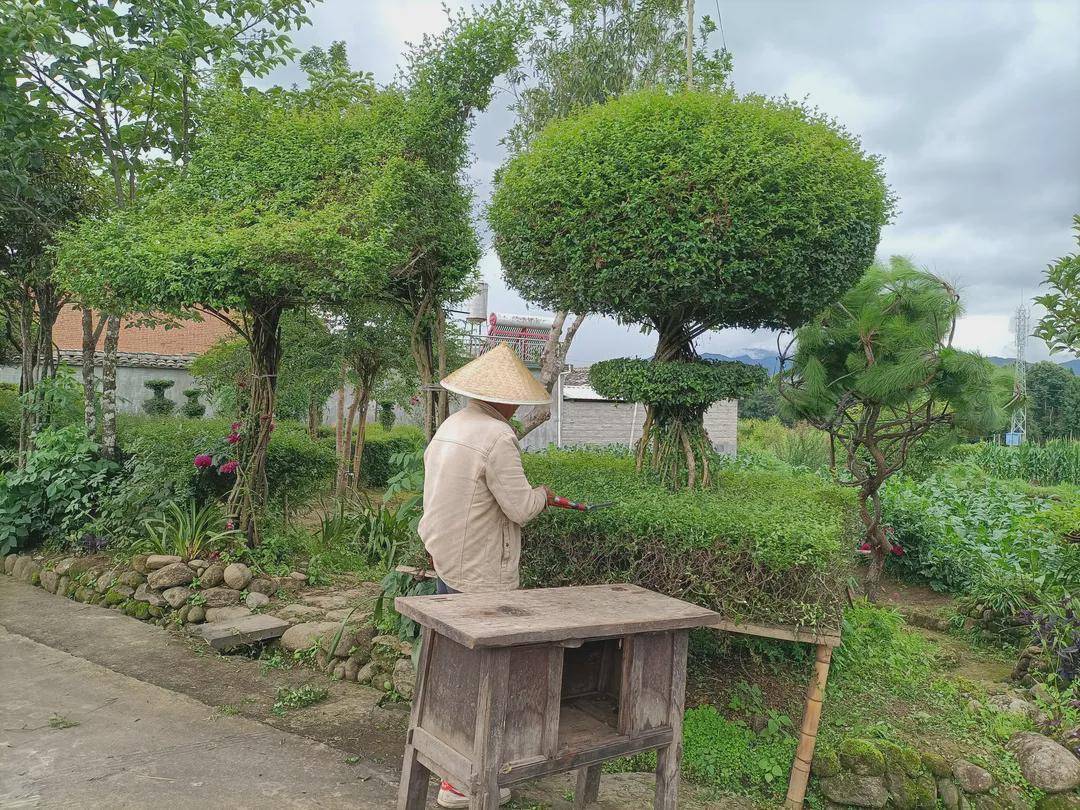 大营|腾冲界头大营陆家湾：村民自行打造的“村庄后花园”