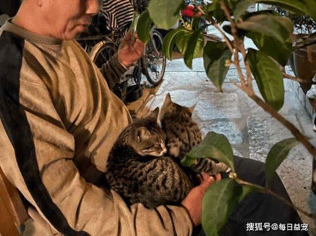 广州阿伯成“猫王爷爷”，养猫养到七代同堂，太牛了！