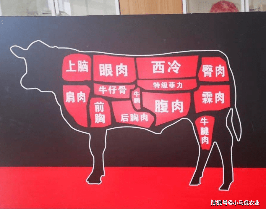 大叔养牛培育雪花牛肉增收2万专注13载不同部位价不同如何养