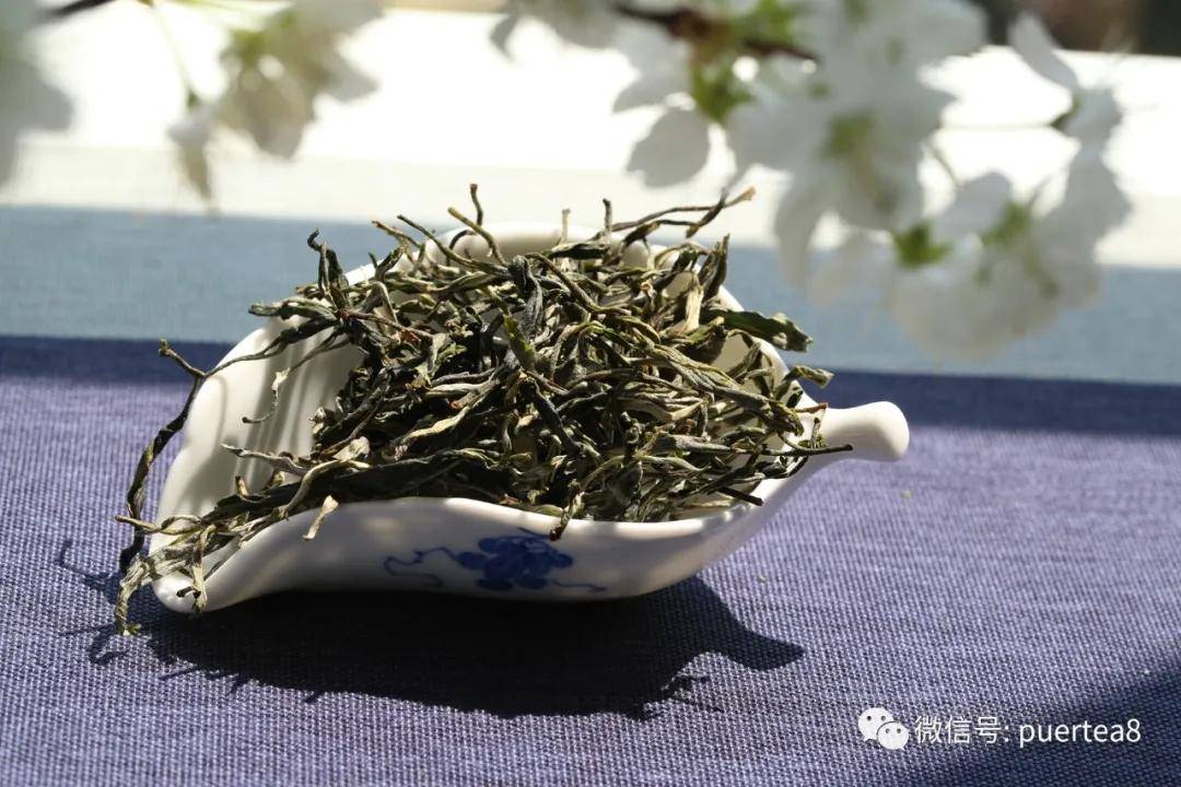 干货分享景迈大平掌古树茶香气高扬茶味饱满