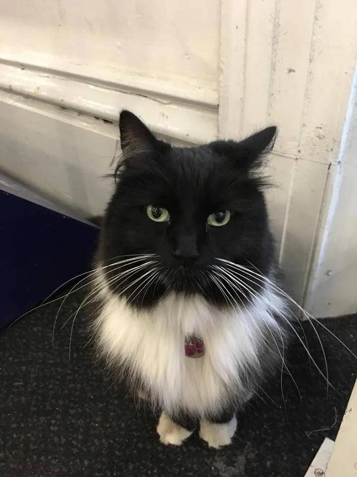 猫咪叫声吸引猫咪抓老鼠 279d19a1bf3d4d819d2e15f4c40fbf59.jpeg