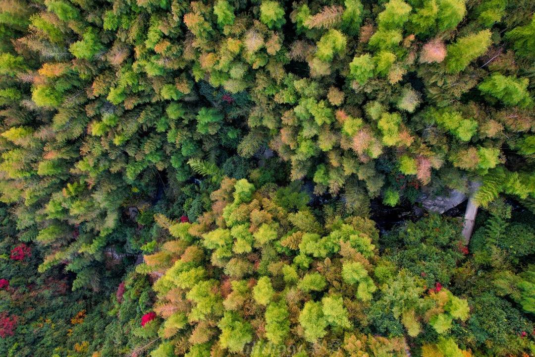 柴犬阿|浮生偷得半日闲，唯爱莫干山无二度假民宿