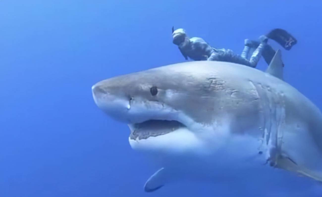 体型最大的鲨鱼图片