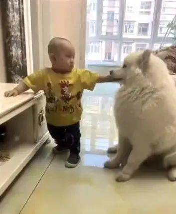 因为|宝宝偷零食给狗狗吃,妈妈偷偷录下这一幕,好温馨!