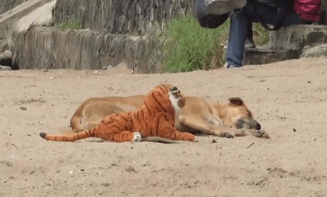 原创男子拿老虎吓唬狗子谁料狗子反应太大直接弹飞了