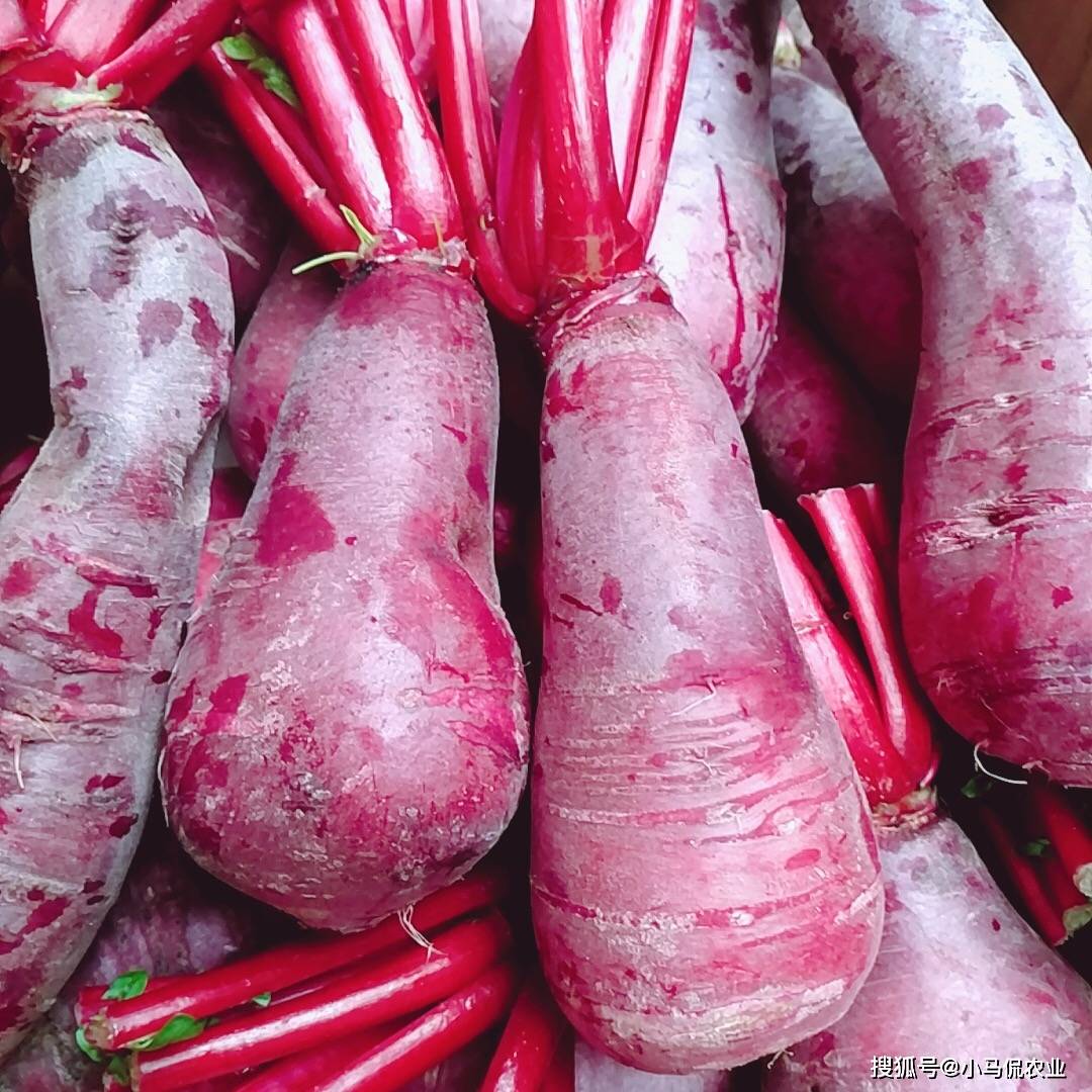 红皮红心色素萝卜
