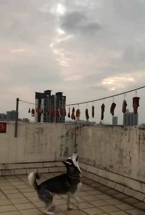 什么哈士奇消失不见，主人心想不妙要出事，跑到楼顶一看，差点气疯