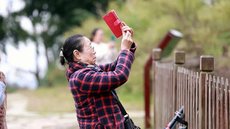 地毯|贵州长顺县4700多年银杏王又黄了！