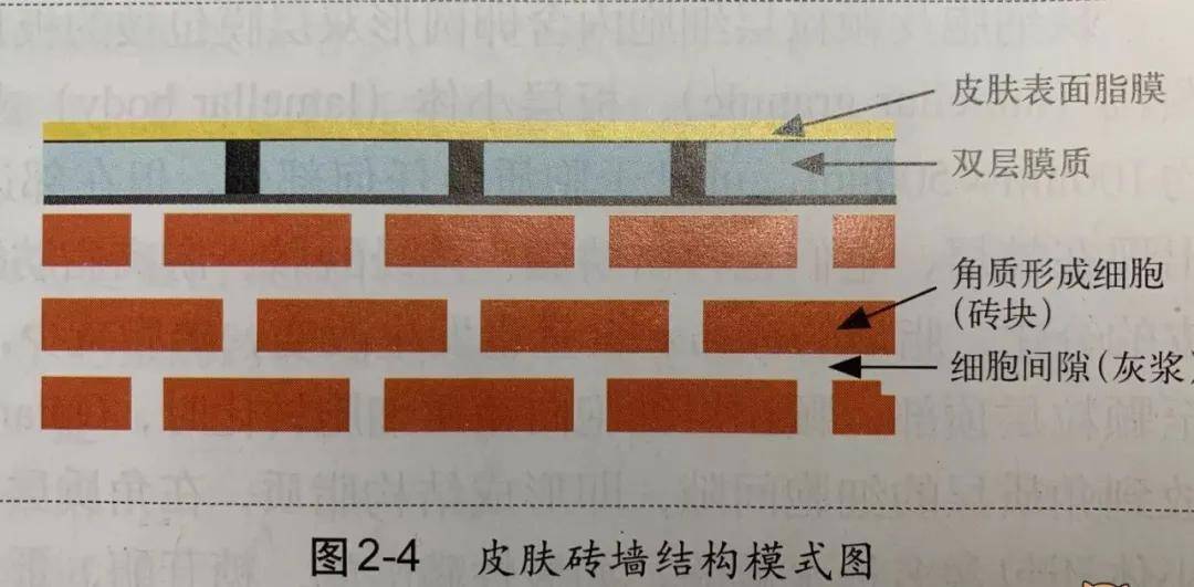 什么皮肤屏障受损的你别再乱护肤了！