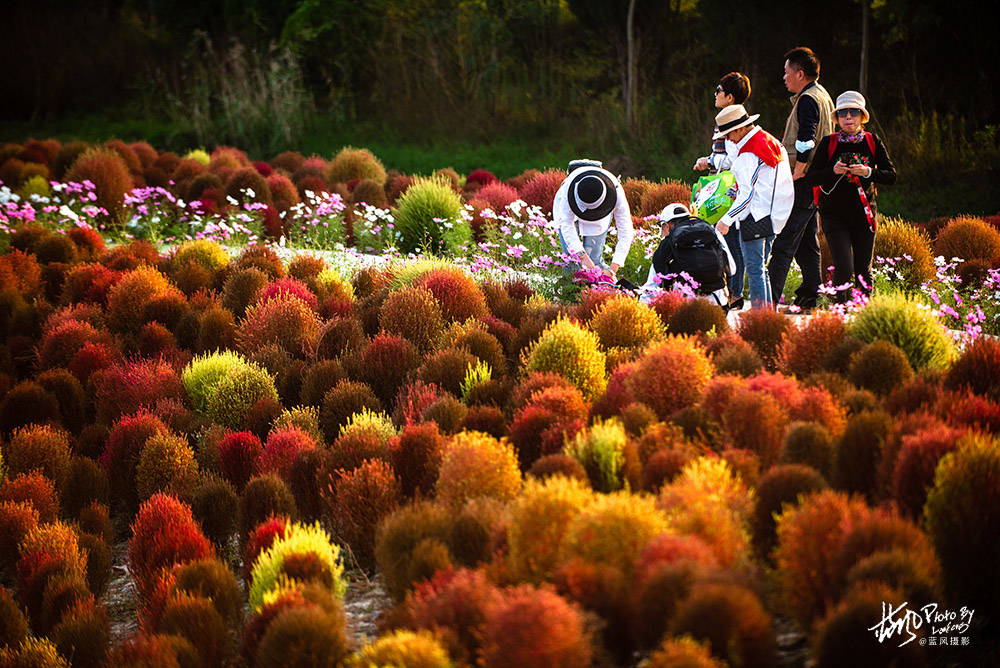 花海|魔都赏秋，几十万棵地肤苗组成的绚丽花海，奇特的景色很美很震撼