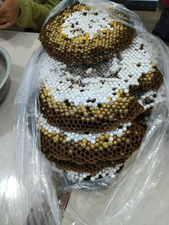 昆虫宴的王者野生蜂仔正当季今年你吃了吗