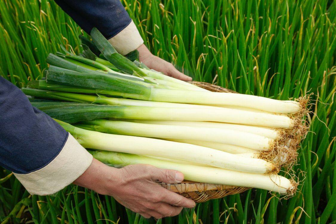 嗖嗖疾病盘,大葱再辣嘴中盘"的说法,立冬之后,老南京人便会开始吃生葱