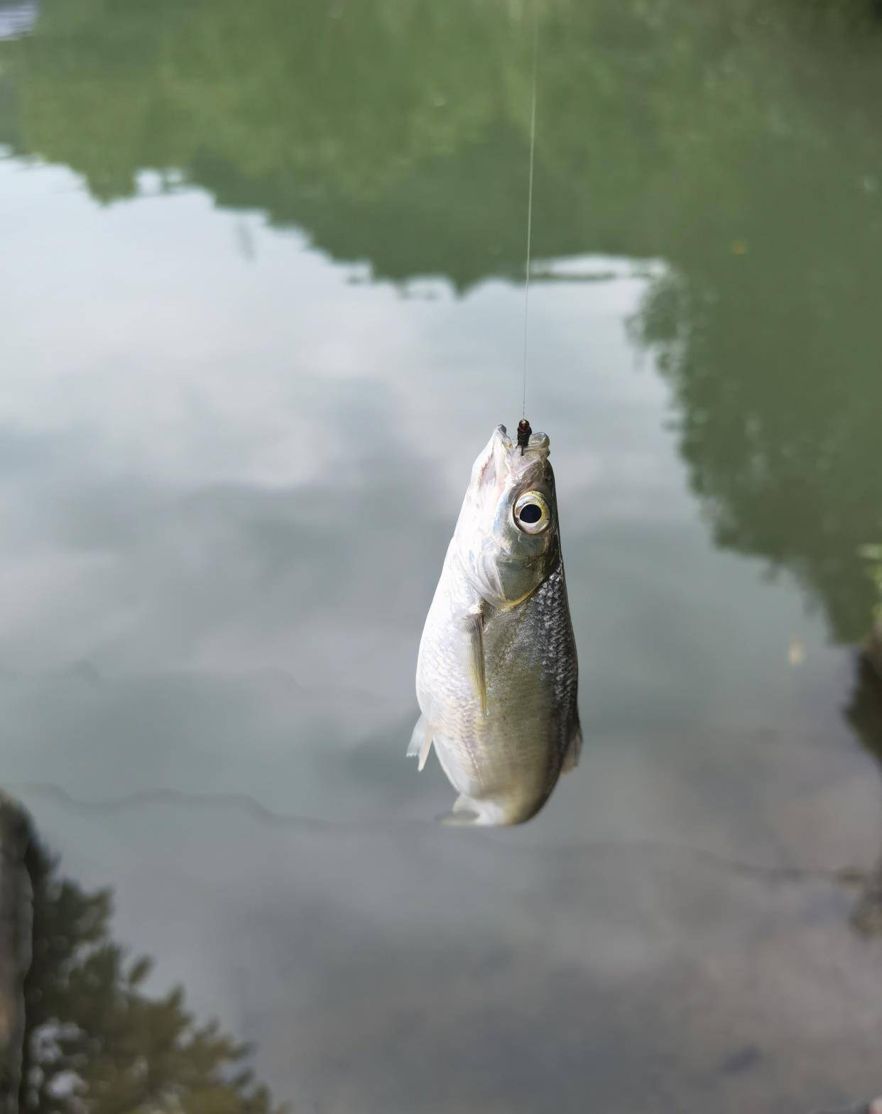 原创垂钓鱼钩中不中鱼上嘴巴这与钓灵钓钝有关系吗