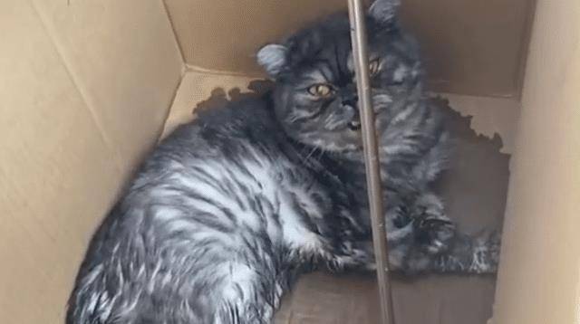 女孩子加菲猫被遗弃在路边，看到纸箱上的纸条，我根本生气不起来