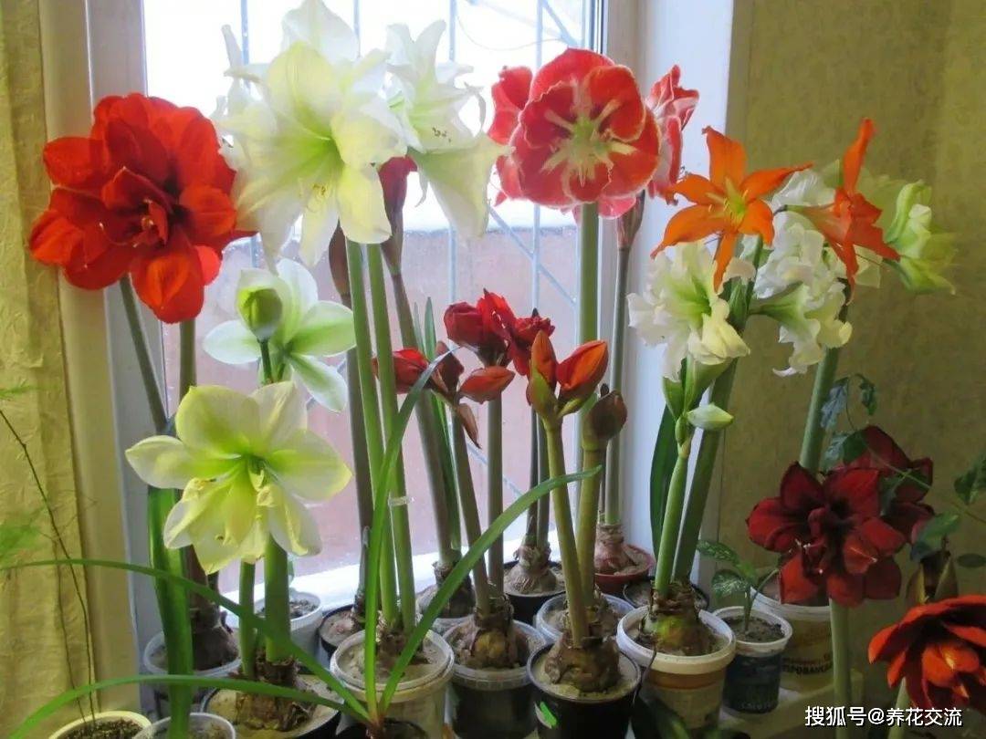 盆栽花卉推荐朱顶红 e94b5a4380cb423f99d47b9f6e0485e5.jpeg