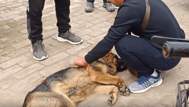 原创400块狗肉车旁德牧易主狗贩面前德牧吓得直哆嗦大哥杀它我也认了