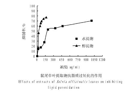 薰衣草澄澈控油——蓝桉叶和它的小伙伴们