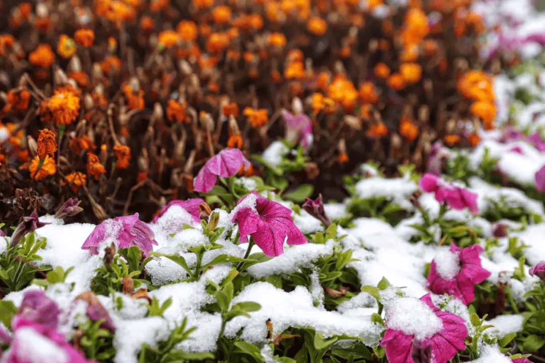 雪花|如约而至！近十年最早初雪光临济南，快收好这份雪景大赏，足不出户看雪映泉城