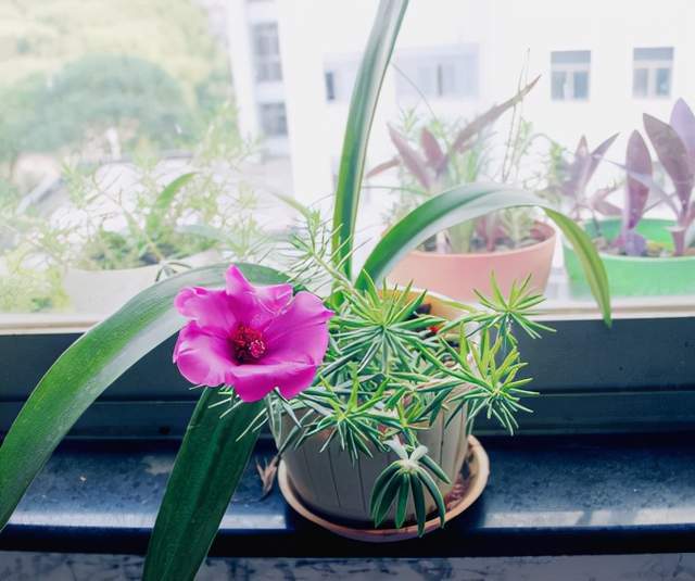 会睡眠的花有哪些 4723833e0e364850915e5f9b49f3c40c.jpeg