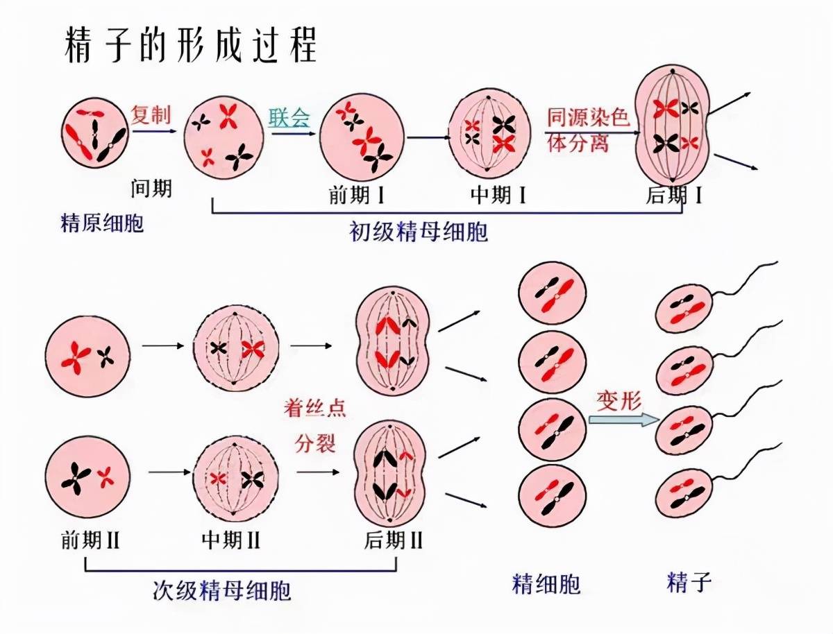 核變長並移向細胞的一側,構成精子的頭部;②,高爾基複合體形成頂體泡