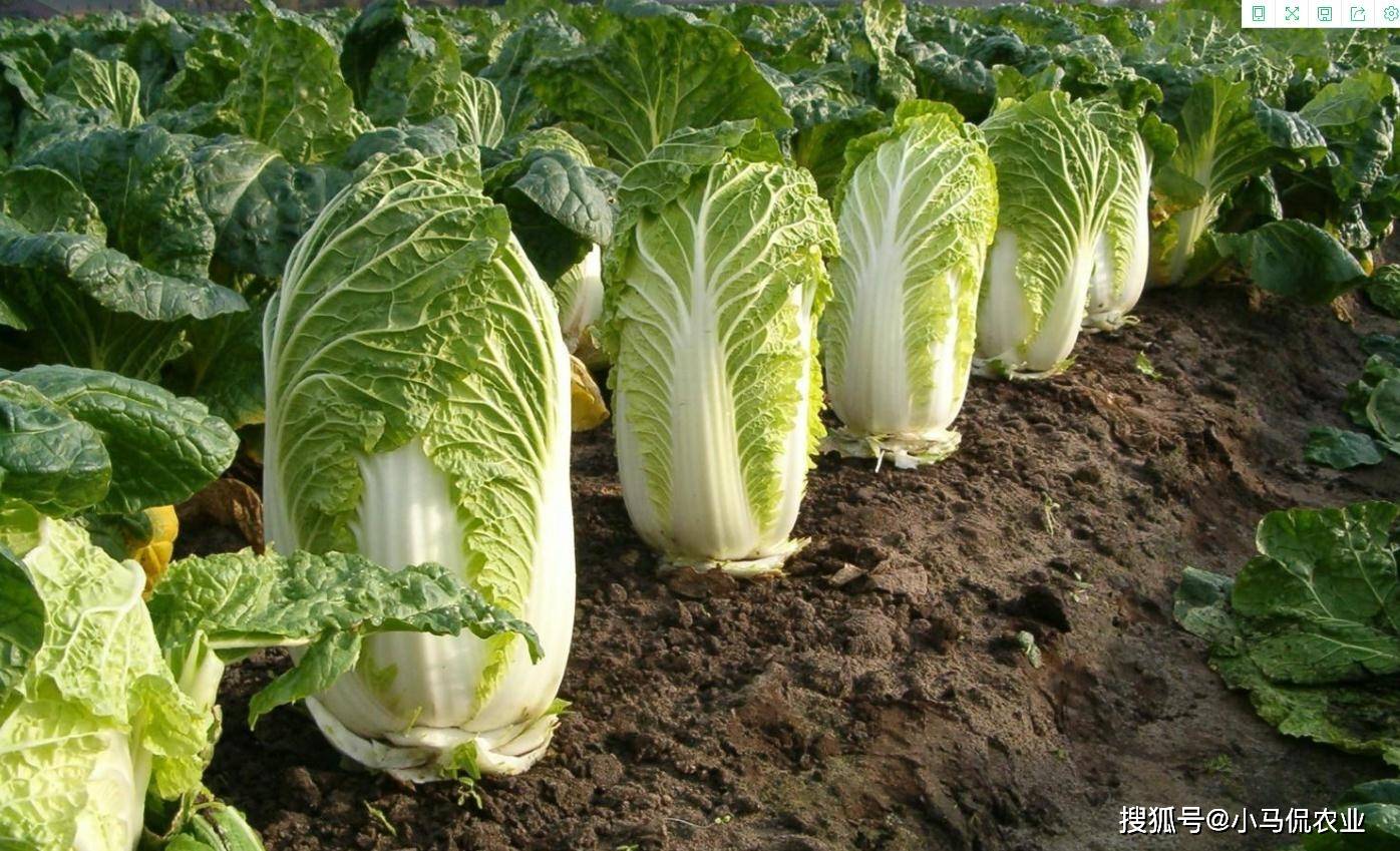 辽宁一女子菜地薅300斤白菜,只为省钱吗?_种植