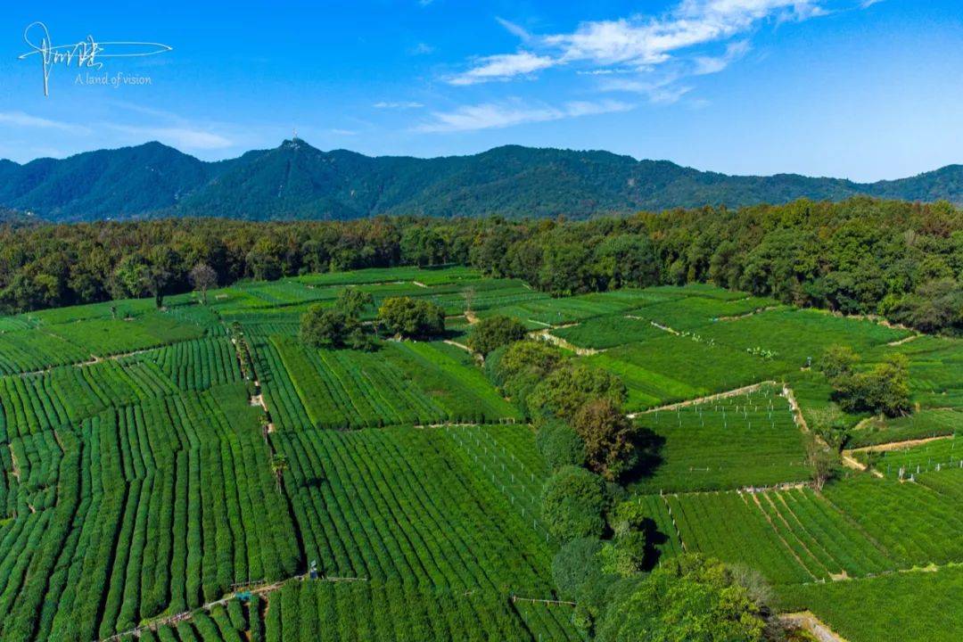 离西湖最近的茶园,面积不大,却依山傍水风景旖旎_茅家埠