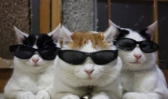 技能|猫咪太过信任自己,有哪些“坏处”