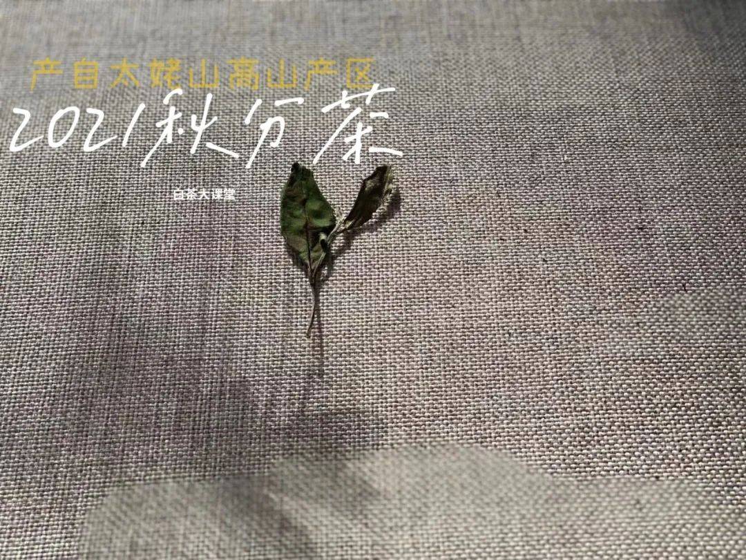 知识科普|为什么说白茶越陈越香，越老越值钱？是销售套路吗？