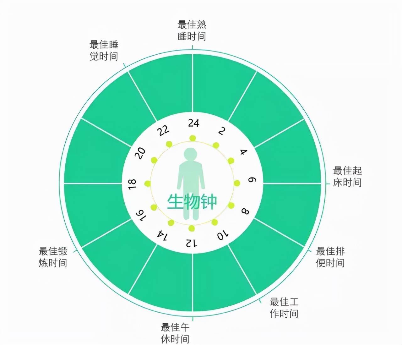 人体的生物钟大约以24小时为一个周期,身体可以适应最多延迟一小时的