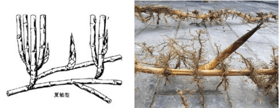 竹子根状茎图片