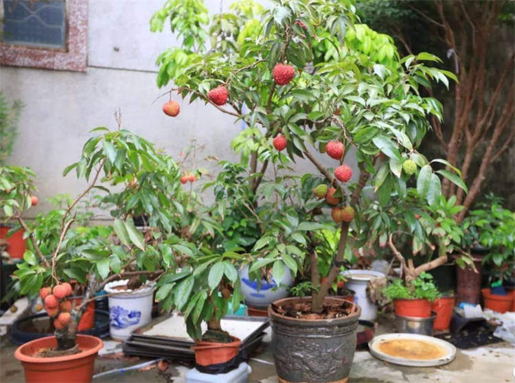 荔枝种子怎么种盆栽?要点不是很难,南方地区成活率高_催芽